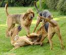 Playing is an important part of bloodhound life!
